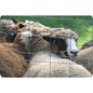 Bek Sheep & Goat 4X4 12.5Ga Za (*) 330FT (4')
