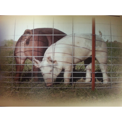 Wire Panel Hog 34"X16' (*) Select 34"X16'